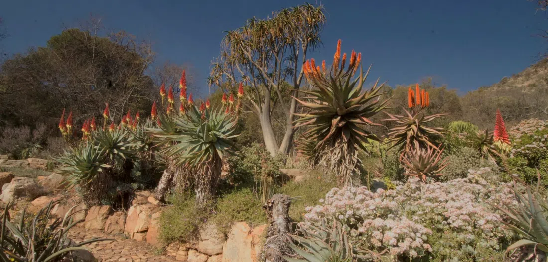 Walter Sisulu National Botanical Garden, Johannesburg
