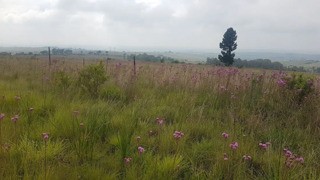 The Cradle Nature Reserve, Johannesburg