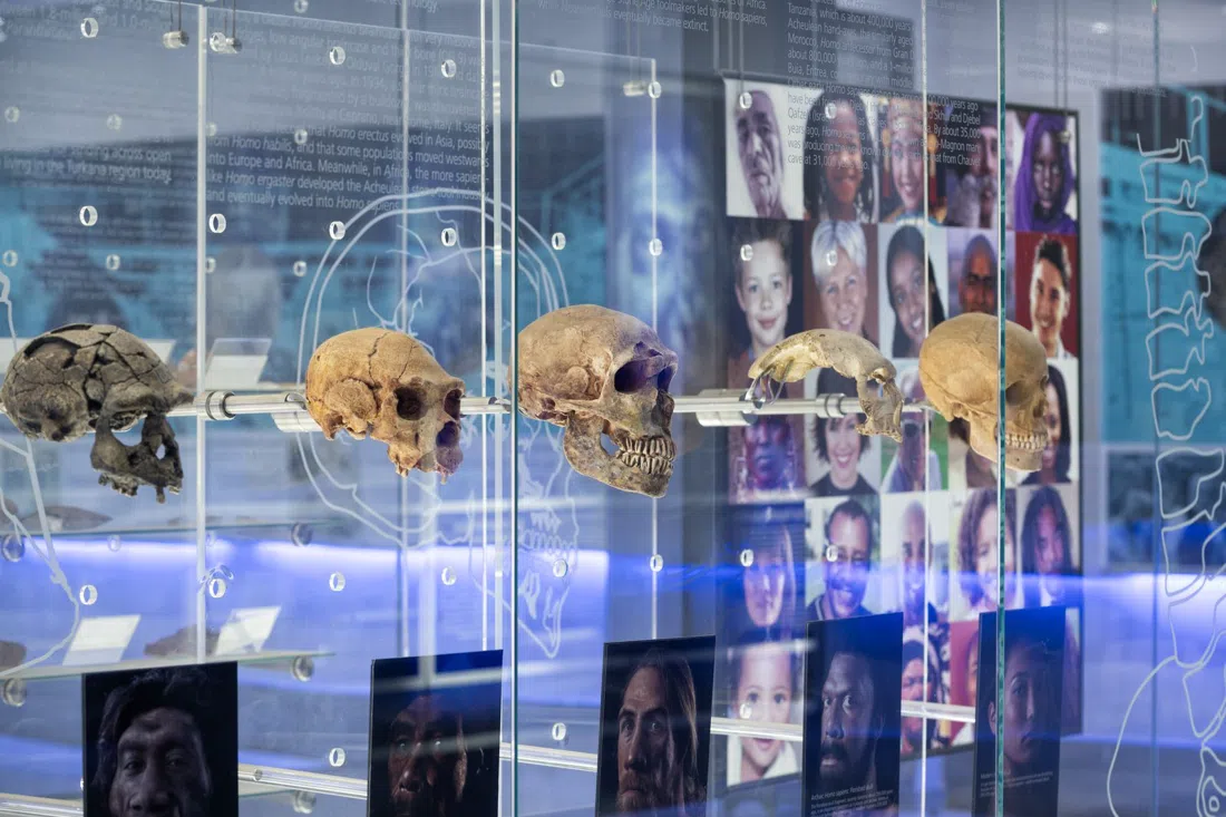 Sterkfontein Caves, Johannesburg