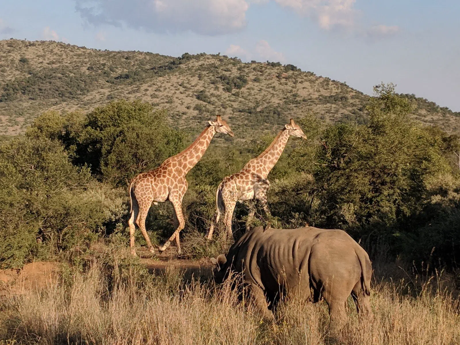 Pilanesberg's Big Five on a Day Run from Johannesburg